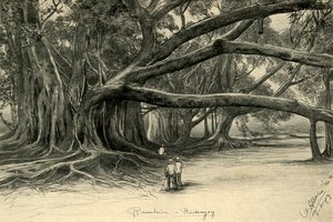 Árboles Gigantes en Buitenzorg, Java de Christian Wilhelm Allers