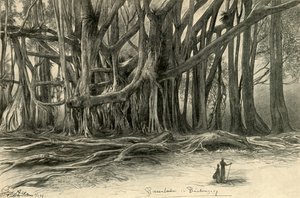Árboles gigantes en Buitenzorg, Java, 1898 de Christian Wilhelm Allers