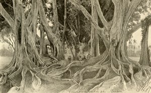 Árboles gigantes en el jardín botánico, Peradeniya, Kandy, Ceilán, 1898 de Christian Wilhelm Allers