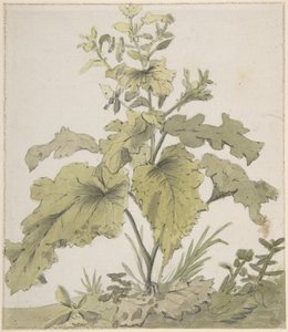 Estudio de una planta de Christian Wilhelm Ernst Dietrich