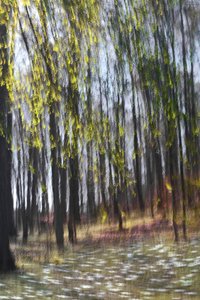 Resumen: Luz del bosque de Christina Sillen