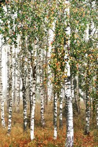 Bosque de abedules en otoño de Christina Sillen