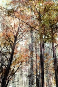Luz del bosque otoñal