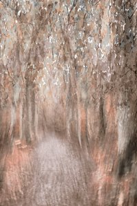 Sendero por el bosque en otoño de Christina Sillen