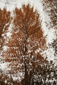 Copas de los árboles en otoño
