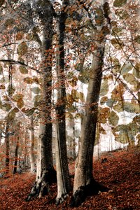 Escena otoñal en el bosque