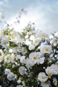 Rosas blancas en flor de Christina Sillen
