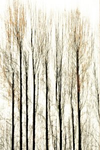 Líneas difuminadas del bosque de Christina Sillen