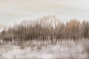 Reflejo difuso del bosque