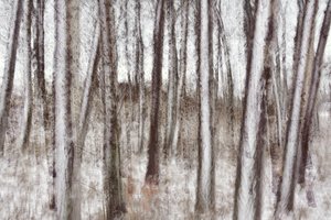 Árboles invernales borrosos