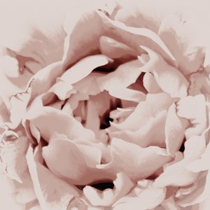 Peonía rosa palo de Christina Sillen