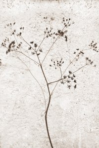 Planta seca delicada de Christina Sillen