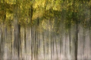 Un bosque otoñal de ensueño de Christina Sillen
