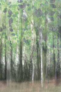 Bosques de abedules de ensueño de Christina Sillen