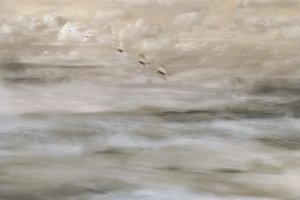 Aves de ensueño sobre el agua de Christina Sillen