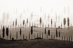 Las idílicas colinas de Cypress