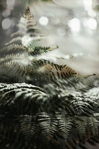 Helechos de un bosque de ensueño de Christina Sillen