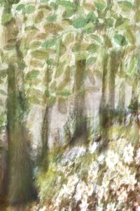 Flores de un bosque de ensueño