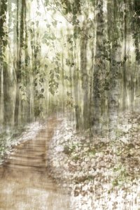 Sendero de ensueño por el bosque