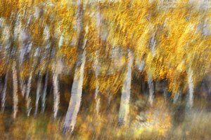 El bosque dorado de ensueño