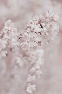 Flores rosas de ensueño de Christina Sillen