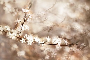 Flores blancas de ensueño de Christina Sillen
