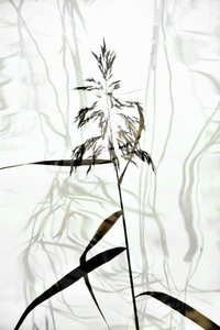 Elegante silueta de junco de Christina Sillen