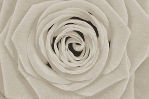 Elegante rosa blanca de Christina Sillen