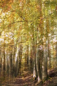 El sendero del bosque encantado