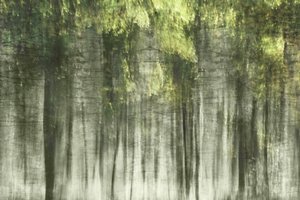 Luz del bosque etéreo de Christina Sillen