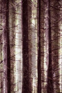 Luz del bosque etéreo