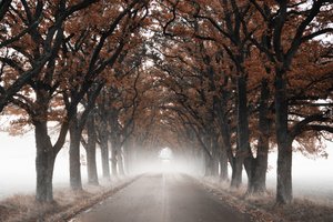 Túnel de árboles en otoño envuelto en niebla de Christina Sillen