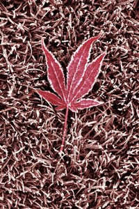 Hoja de arce roja escarchada de Christina Sillen