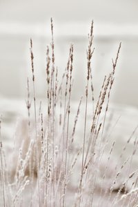 Hierba invernal cubierta de escarcha de Christina Sillen
