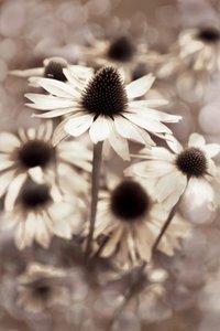 Echinacea sepia