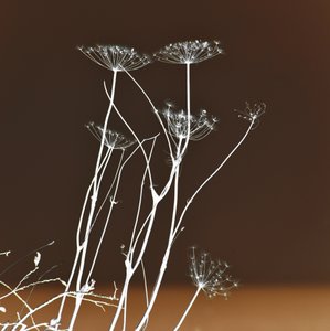 Formas botánicas luminosas de Christina Sillen