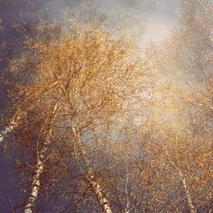 Abedules de otoño dorado de Christina Sillen