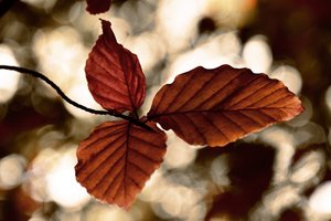 Hojas doradas de otoño de Christina Sillen
