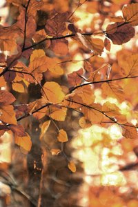 Hojas doradas de otoño de Christina Sillen