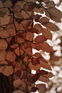Hojas doradas de otoño de Christina Sillen