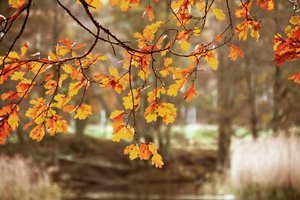 Hojas de roble en otoño dorado de Christina Sillen