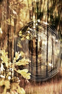 Telaraña de otoño dorado