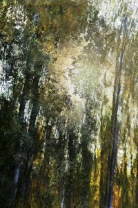 Luz del Bosque Dorado de Christina Sillen