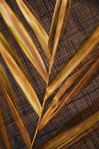 Hojas de palma doradas de Christina Sillen