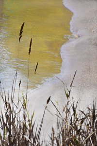 Golden Shore Reeds de Christina Sillen