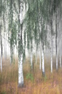 Bosque de abedules envuelto en niebla