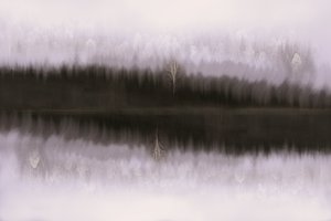 Reflejo de un abedul en la niebla