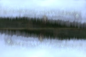 Reflejo de un abedul en la niebla