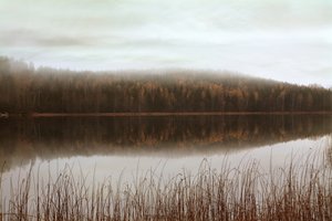 Reflejos del bosque brumoso de Christina Sillen
