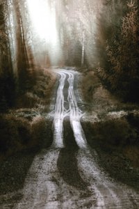 Camino del Bosque Brumoso
